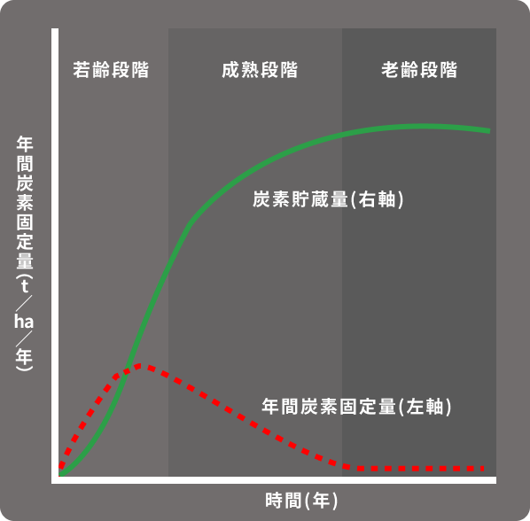 天然林の成長段階に応じた年間炭素固定量と炭素貯蔵量のモデル